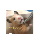 はむとねこ2（個別スタンプ：19）