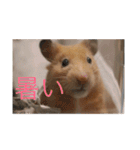 はむとねこ2（個別スタンプ：20）