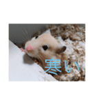 はむとねこ2（個別スタンプ：21）
