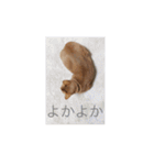 はむとねこ2（個別スタンプ：24）
