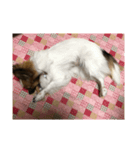 ゆきです。（個別スタンプ：6）