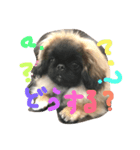 我が家のペキニーズ（個別スタンプ：1）
