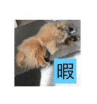 我が家のペキニーズ（個別スタンプ：3）
