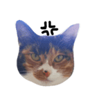 三毛猫ちーこの日常（個別スタンプ：1）