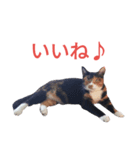 三毛猫ちーこの日常（個別スタンプ：2）