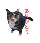 三毛猫ちーこの日常（個別スタンプ：3）