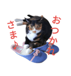 三毛猫ちーこの日常（個別スタンプ：4）