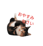 三毛猫ちーこの日常（個別スタンプ：5）
