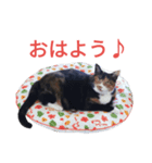 三毛猫ちーこの日常（個別スタンプ：6）