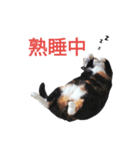 三毛猫ちーこの日常（個別スタンプ：8）