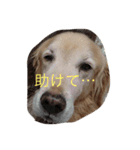 golden and cats.（個別スタンプ：3）