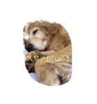 golden and cats.（個別スタンプ：5）