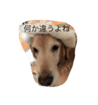 golden and cats.（個別スタンプ：6）