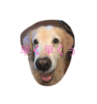 golden and cats.（個別スタンプ：13）