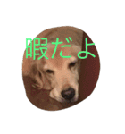 golden and cats.（個別スタンプ：14）