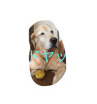 golden and cats.（個別スタンプ：15）