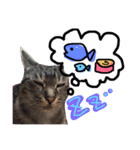 毎日にゃんこ。（個別スタンプ：1）