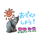 毎日にゃんこ。（個別スタンプ：5）