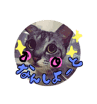 毎日にゃんこ。（個別スタンプ：9）