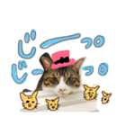 毎日にゃんこ。（個別スタンプ：12）