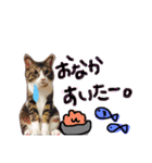 毎日にゃんこ。（個別スタンプ：14）
