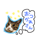 毎日にゃんこ。（個別スタンプ：16）