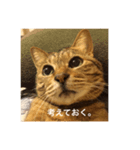 ロッタひめまる（個別スタンプ：8）
