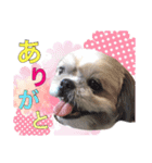 Hime Stamp...（個別スタンプ：9）