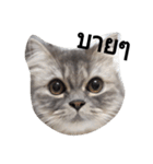 Yenyen's a cat (Thai)（個別スタンプ：21）