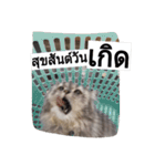 Yenyen's a cat (Thai)（個別スタンプ：32）