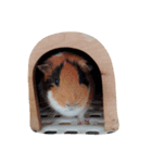 も～ちゃん（個別スタンプ：1）
