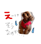 わんスタ（個別スタンプ：1）