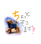 わんスタ（個別スタンプ：2）