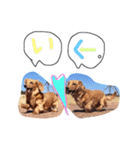 わんスタ（個別スタンプ：3）