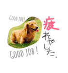 わんスタ（個別スタンプ：4）