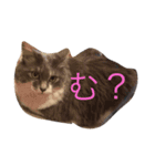 むーちむ（個別スタンプ：1）