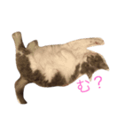 むーちむ（個別スタンプ：7）