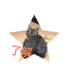Ally the cat .2（個別スタンプ：1）