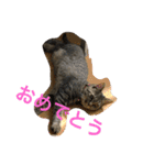 Ally the cat .2（個別スタンプ：2）