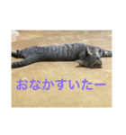 Ally the cat .2（個別スタンプ：3）
