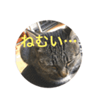 Ally the cat .2（個別スタンプ：4）