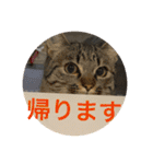 Ally the cat .2（個別スタンプ：5）