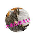 Ally the cat .2（個別スタンプ：6）