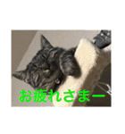 Ally the cat .2（個別スタンプ：7）