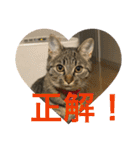Ally the cat .2（個別スタンプ：8）