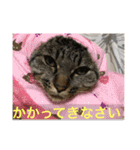 Ally the cat .2（個別スタンプ：10）