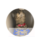 Ally the cat .2（個別スタンプ：11）