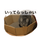 Ally the cat .2（個別スタンプ：12）