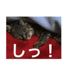 Ally the cat .2（個別スタンプ：13）