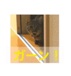 Ally the cat .2（個別スタンプ：14）